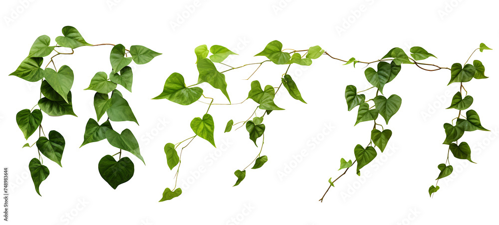 Set of green leaves from Javanese treebine or grape ivy (Cissus spp.), a jungle vine and hanging ivy plant bush foliage, isolated on a white background with a clipping path 