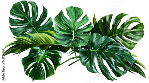 A vibrant arrangement of tropical leaves. isolated on transparent background