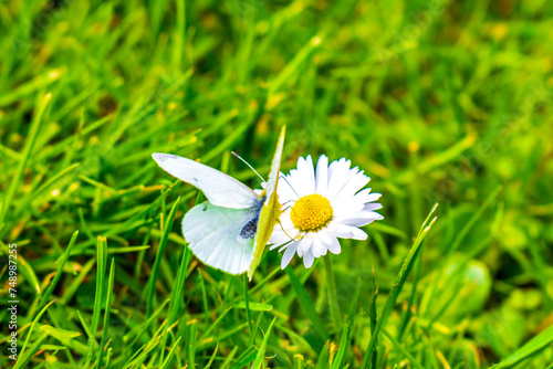 Small white yellow butterfly sitting on flower blosssom meadow Germany. photo