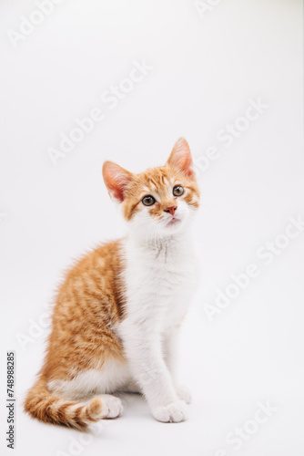 sitting orange kitten on white isolated background