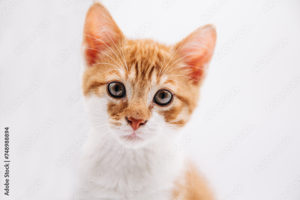 Orange kitten isolated white background Orange kitten isolated white background