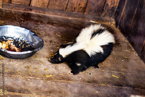 Cute skunk in a cage at the zoo 
