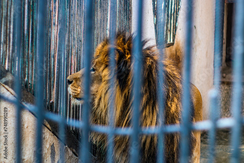 Beautiful proud lion in a blue cage in the zoo	
 photo