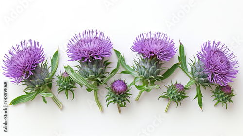 Milk thistle flower isolated on the white background photo