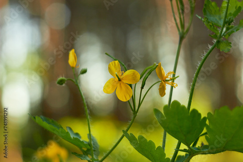 Yellow celandine flowers. Medicinal plant (Chelidonium majus). 