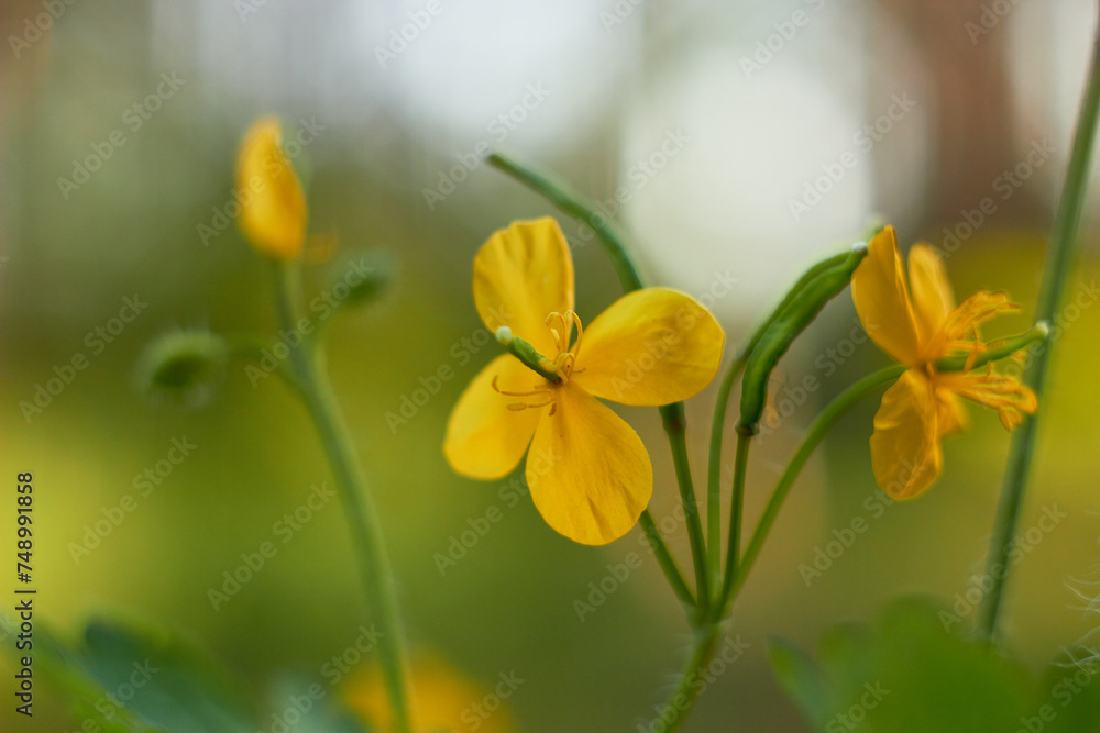 Yellow celandine flowers. Medicinal plant (Chelidonium majus).
