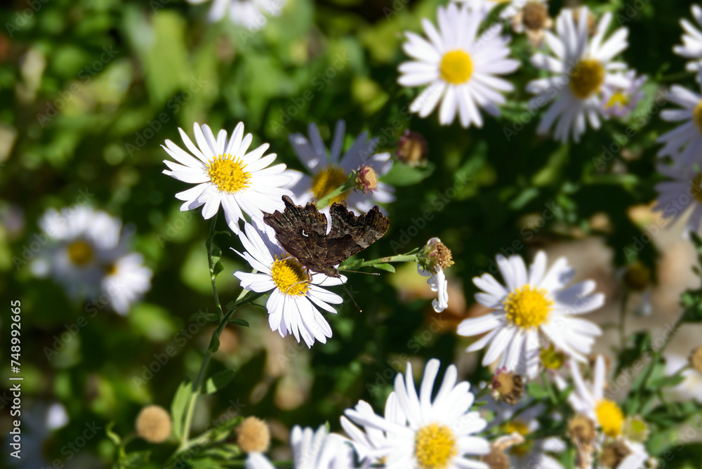 Comma butterfly (Polygonia c-album) perched on a daisy in Zurich, Switzerland