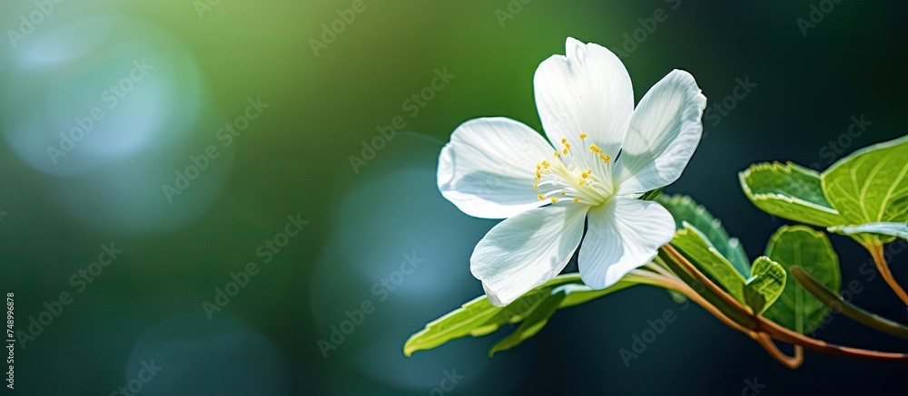 Obraz premium A white and yellow flower is in full bloom on a branch adorned with bright green leaves. The selective focus highlights the intricate details of the delicate petals and the lush green backdrop.