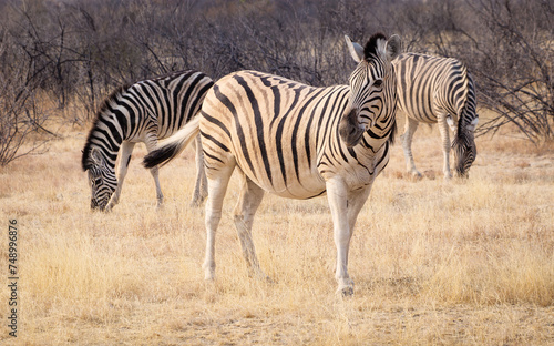 Group of zebra grazing in a bush of the Etosha National park  Namibia. Three Burchell s zebra in wildlife of the african savanna  close-up view.