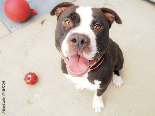 Fotografija american staffordshire terrier