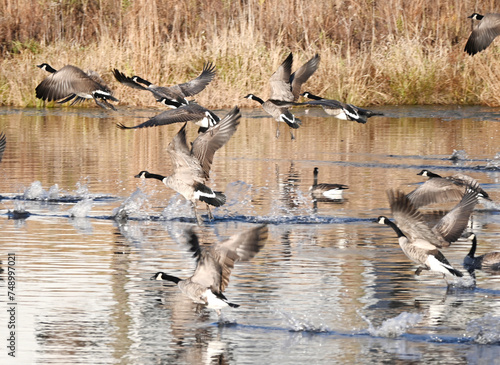 Geese Leaving the Pond