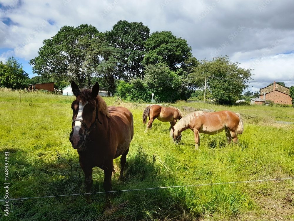 Caballos pastando en una finca en Galicia Caballos pastando en una finca en Galicia