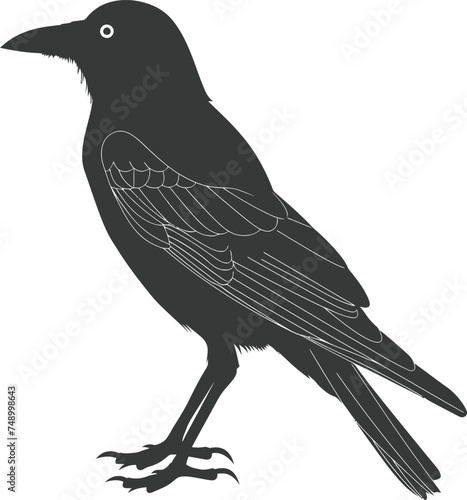 Silhouette crow bird black color only full body photo