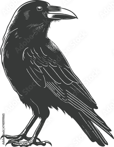Silhouette crow bird black color only full body