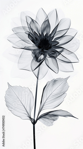 Image of a beautiful dahlia in x-ray style, art frame, black & white