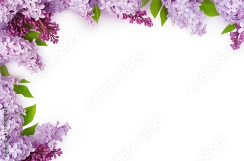 lilacs frame on a white background flower
