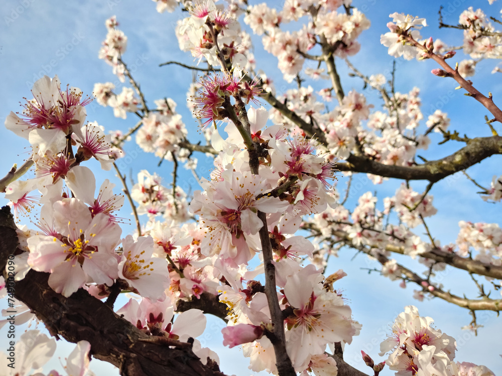 An almond tree blooming in springtime in germany