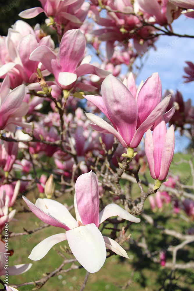 Magnolia liliiflora is a small tree native to southwest China,but cultivated for centuries elsewhere in China and also Japan