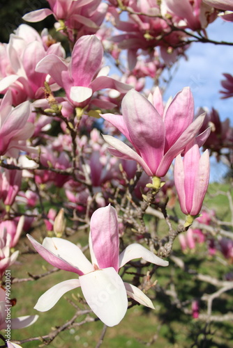 Magnolia liliiflora is a small tree native to southwest China but cultivated for centuries elsewhere in China and also Japan