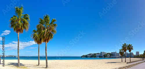 Trio of Palm Trees on Palma Nova Beach with a View of the Calm Mediterranean Sea