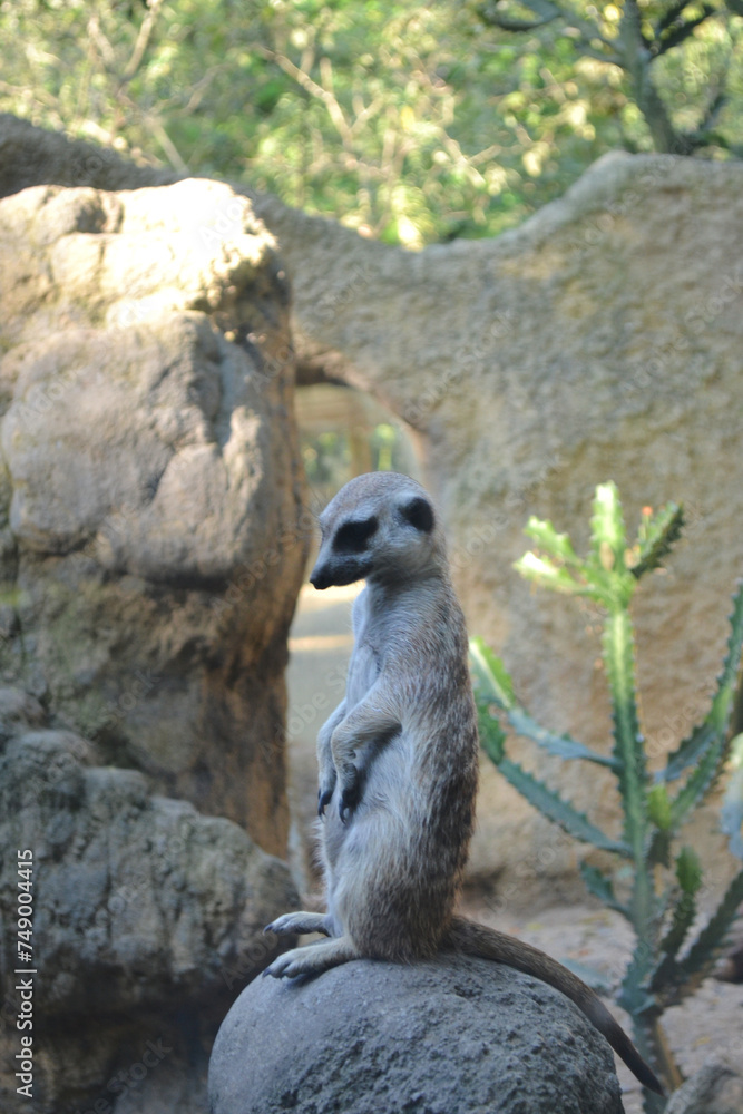 Fototapeta premium suricata viendo la piso con espacio para un mensaje, retrato
