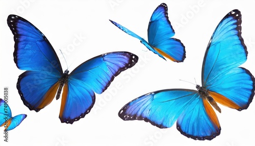 Macro shots, Blue tropical butterflies isolated on white background. moths for design 