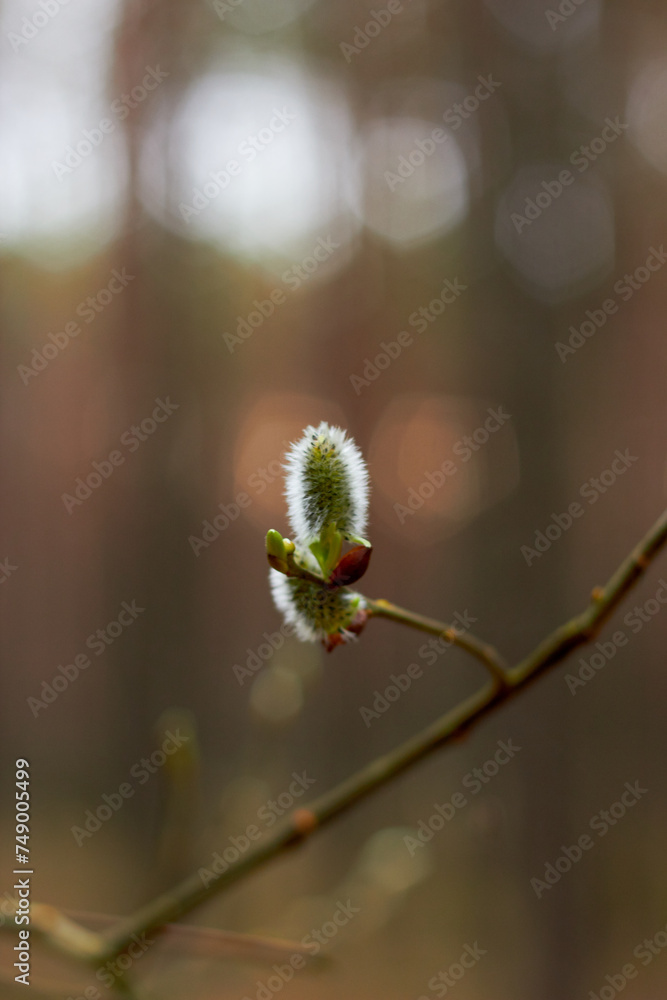 Obraz premium Willow branches with earrings. Beauty of nature. Spring, youth, growth concept. 