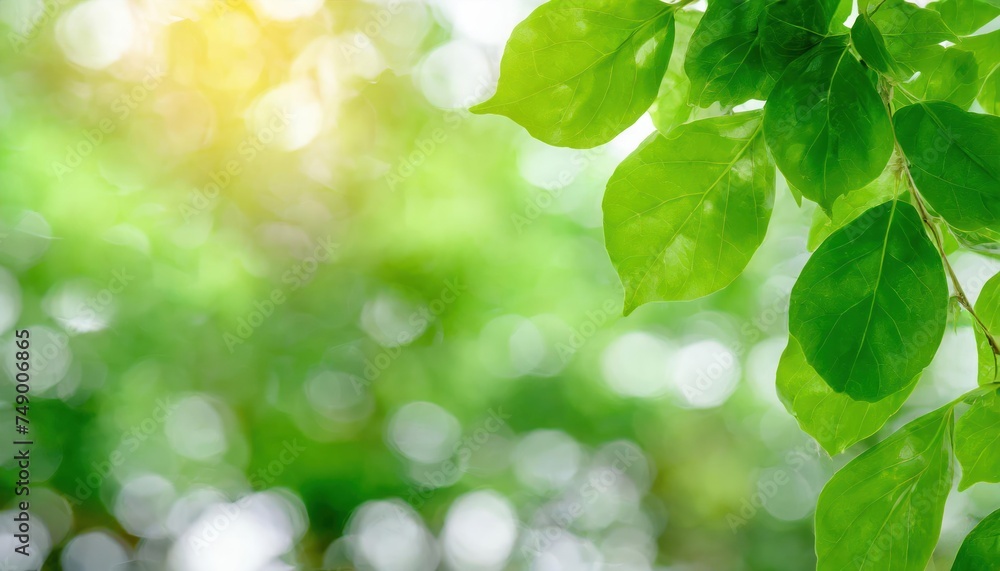 Blurred backgrounds with green leaves, bokeh, empty space and nature. Blurred backgrounds with green leaves, bokeh, empty space and nature.