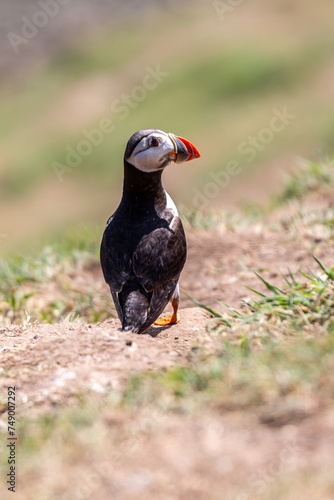 An Atlantic Puffin standing on Skomer Island in the summer sunshine photo