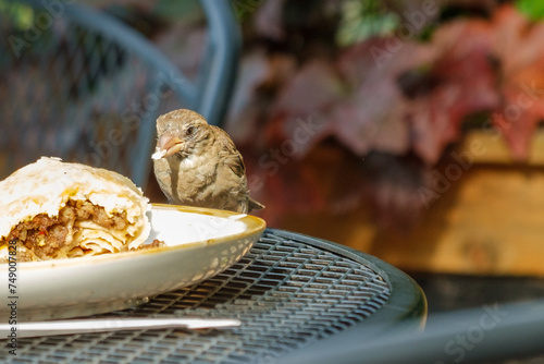 Closeup of a Female House Sparrow Eating a Bread Crumb from a Leftover Plated Sandwich on a Metal Table Top Outdoors
