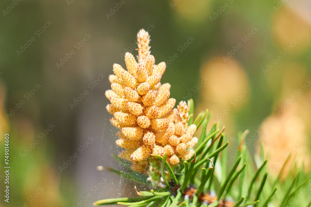 Pine branch with young flower cones and pollen in a coniferous forest.
Pine branch with young flower cones and pollen in a coniferous forest.