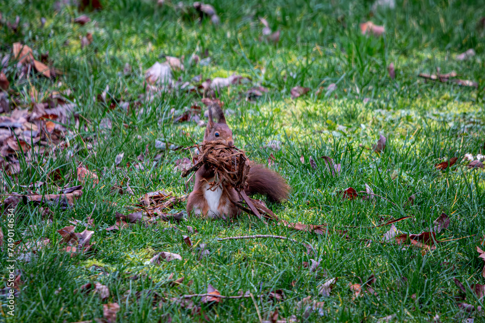 Eichhörnchen am Nestbau