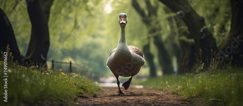 A large bird, possibly a goose, is walking down a dirt road in a deserted public park, with no humans in sight. The bird appears to be moving leisurely as it navigates the empty path. © Emin