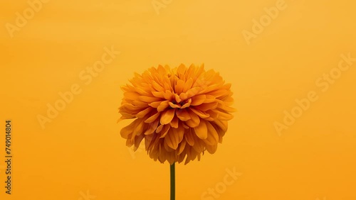 Yellow flower withering on yellow background. The concept of time, life and the cycle of rebirth. Trendy yellow color. Timelapse. 6k video. High quality 4k footage