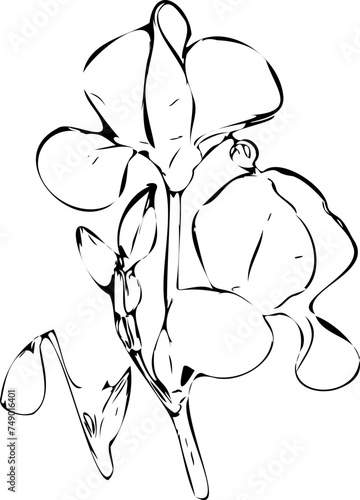 orchid isolated on white