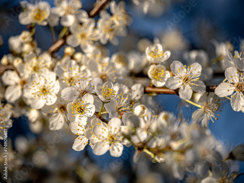 Frühling, die ersten Bäume blühen photo