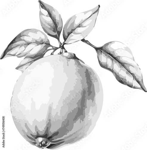 hand drawn illustration