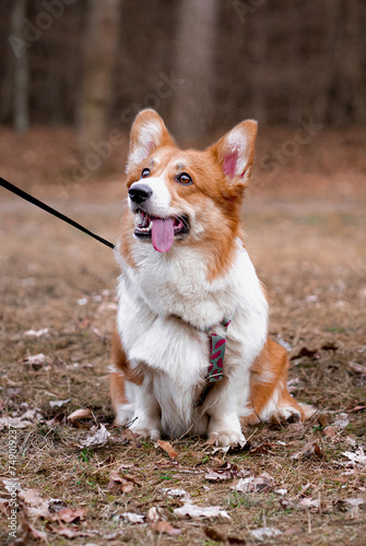 portrait of a dog corgie