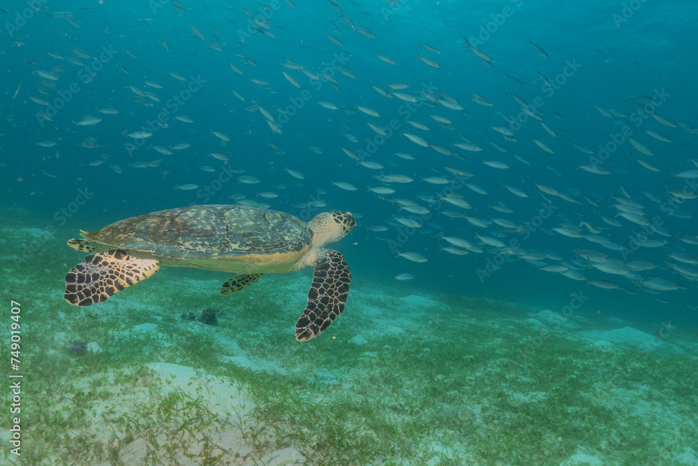 Hawksbill sea turtle at the Sea of the Philippines
