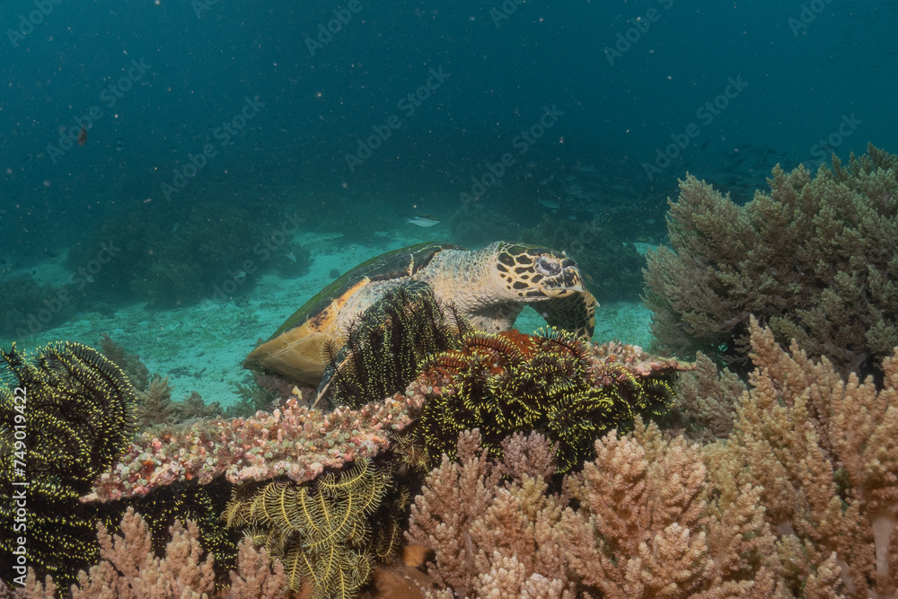 Fototapeta premium Hawksbill sea turtle at the Sea of the Philippines 