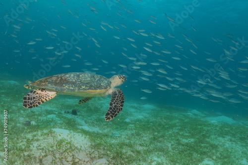 Hawksbill sea turtle at the Sea of the Philippines 