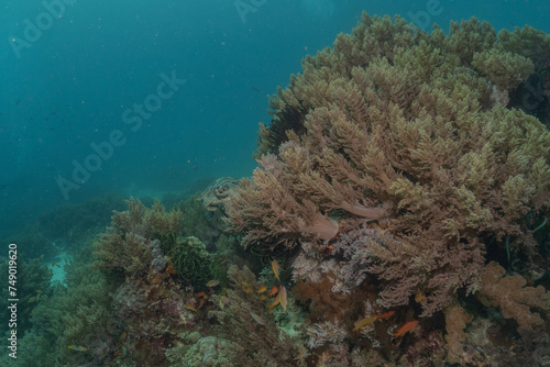 Coral reef and water plants at the Sea of the Philippines 