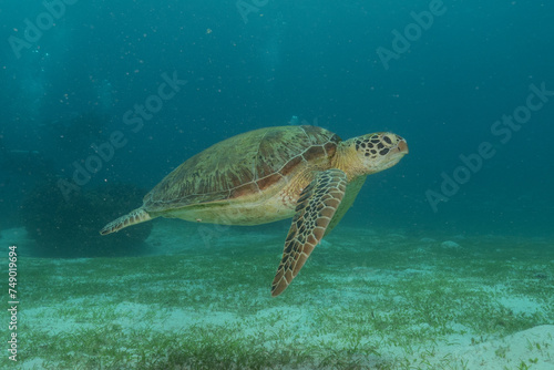 Hawksbill sea turtle at the Sea of the Philippines  © yeshaya
