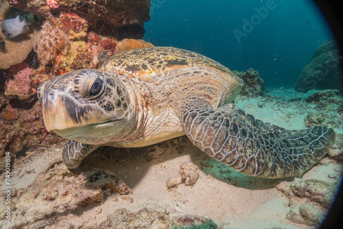 Hawksbill sea turtle at the Sea of the Philippines 