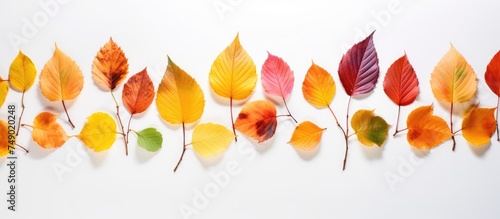 A stunning array of colorful autumn leaves are neatly organized in a row  standing out vividly against a pristine white background. Each leaf showcases unique shades of red  orange  yellow  and green
