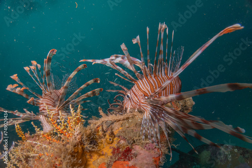 Lion fish in the Sea of the Philippines 