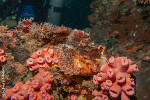 Coral reef and water plants at the Sea of the Philippines 