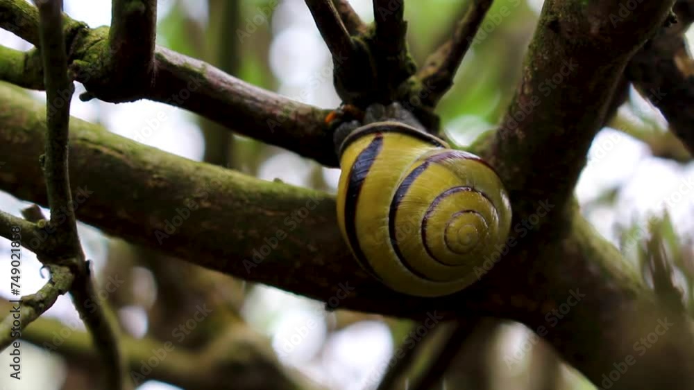 Snails Snails mollask with house sticking to the branch Germany. Snails Snails mollask with house sticking to the branch Germany.