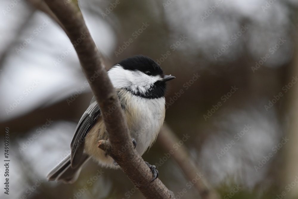 La Plaine 1 Mars 2024
