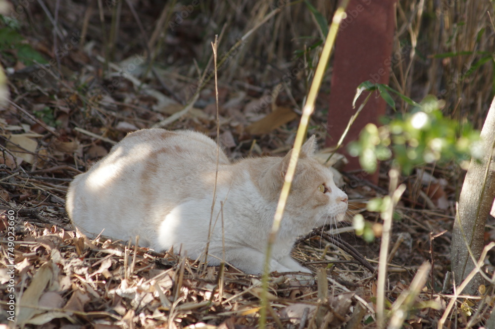 Obraz premium 草むらで丸くなる猫